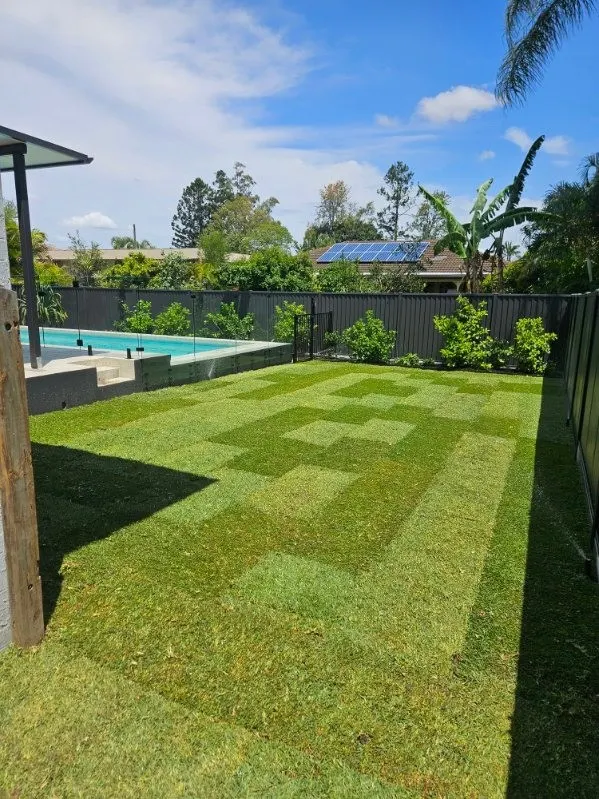 Striped new turf leading to a pool fence and palms on a sunny day