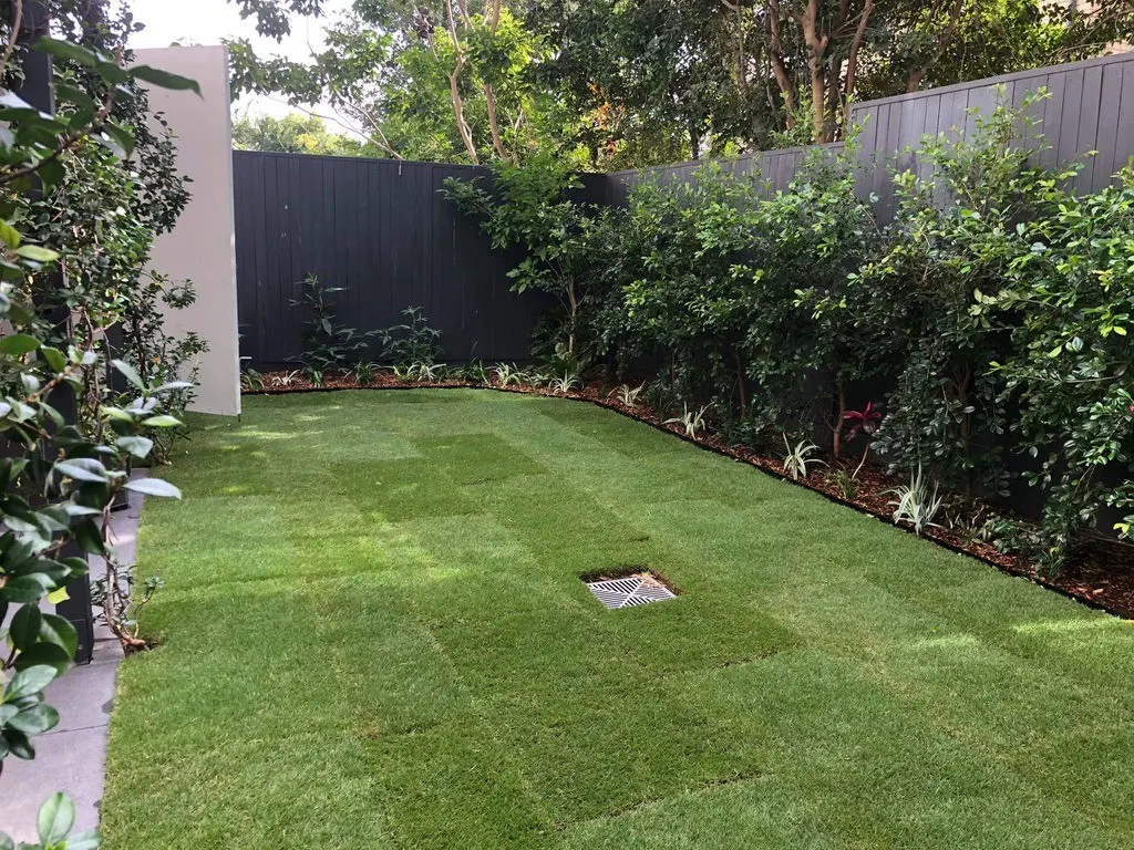 New turf lawn bordered by established hedging and garden beds against a charcoal fence