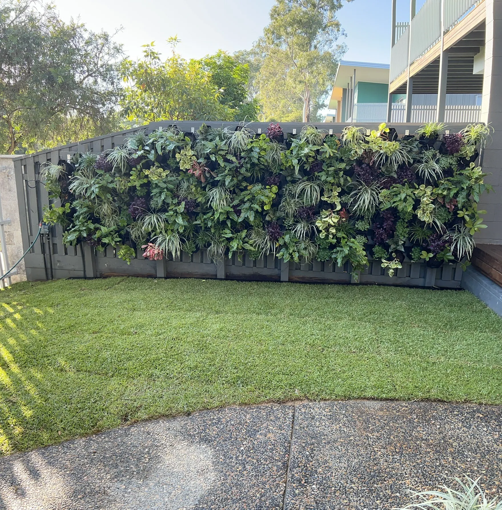 Lush vertical garden wall above a newly turfed backyard lawn