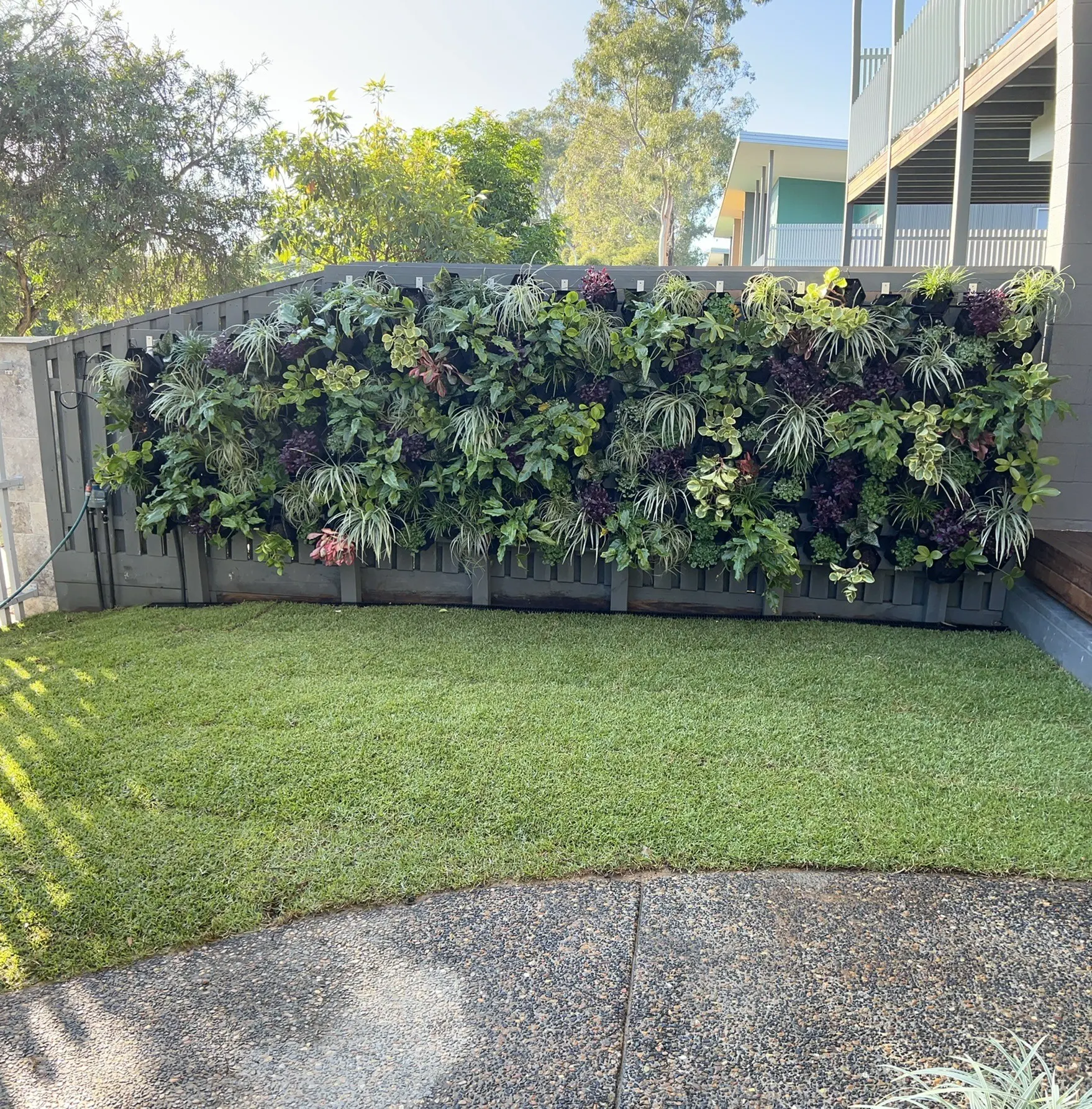 Lush vertical garden wall above a newly turfed backyard lawn